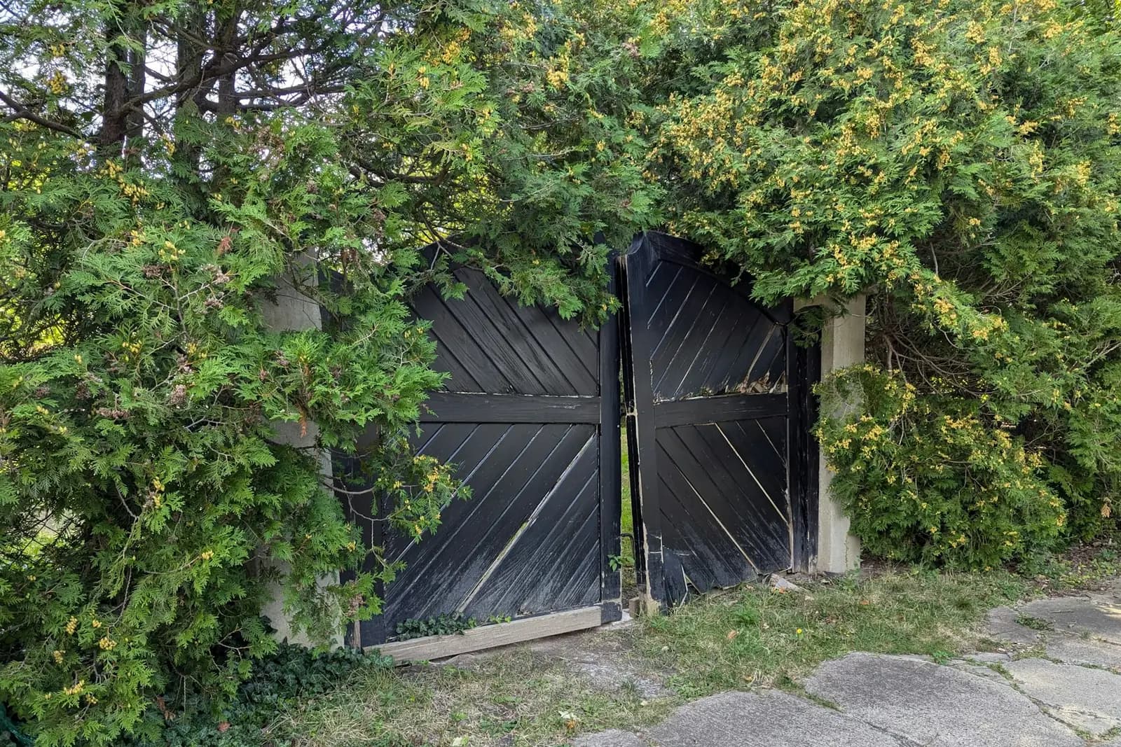 Pair of dark timber garden gates set into a hedge