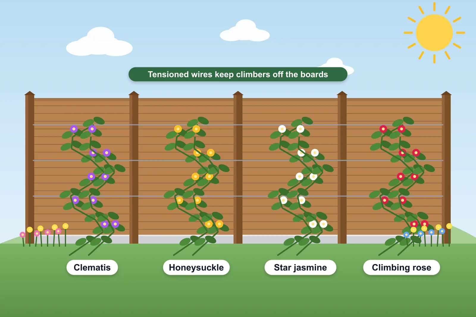 Illustration of a fence with horizontal support wires and four labelled climbers: clematis, honeysuckle, star jasmine and climbing rose