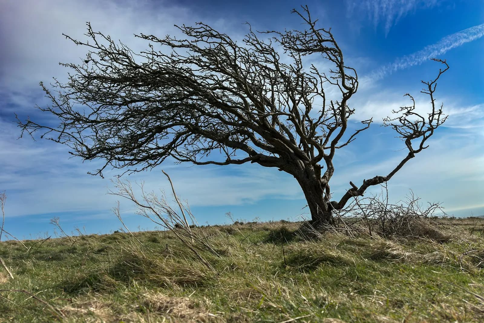 Windswept tree bent by the prevailing wind on open ground